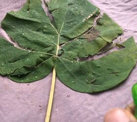 Spray bleach onto a leaf to instantly revamp your old clothes