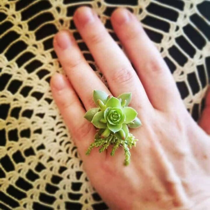 strawflower ring