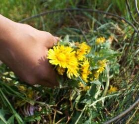 Turn this garden weed into something that'll enhance your skincare regimen