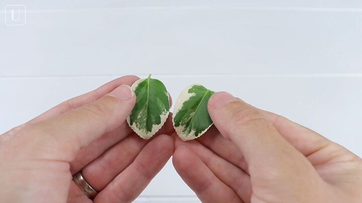 2 easy ways to make cute resin leaf earrings at home, Selecting leaves for the DIY resin earrings