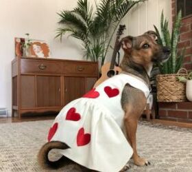 how to make a cute diy valentine s day outfit for you your dog, DIY Valentine s Day outfit for a dog