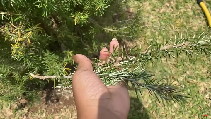 how to make an effective powerful hair growth oil at home, Picking fresh rosemary