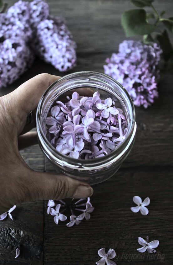 how to make lilac oil and its uses