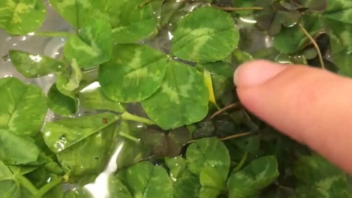 how to easily make lucky resin flower jewelry using clovers, Washing the clovers