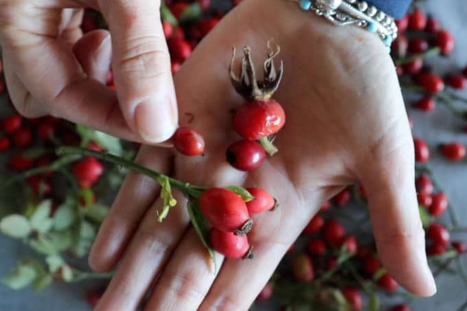 how to make rosehip oil to heal your skin, showing various types of rosehips all are edible