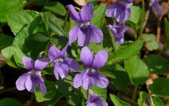 How to Make Violet Oil and Its Uses