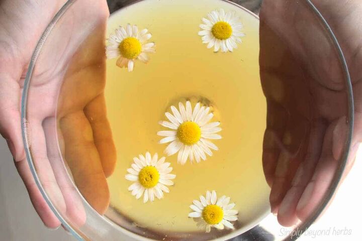 chamomile tea hair rinse and its alterations for glowing hair, chamomile tea hair rinse