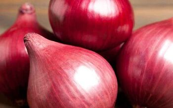 Onions for Hair Growth; How and Why You Should Use Them on Your Hair.