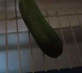 freeze a cucumber but don t eat it, Cucumber in freezer