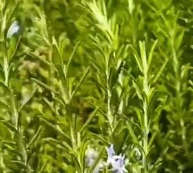 How to DIY Rosemary Water for Extreme Hair Growth Recipe