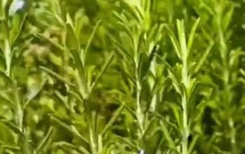 How to DIY Rosemary Water for Extreme Hair Growth Recipe