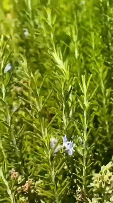 how to diy rosemary water for extreme hair growth recipe, Rosemary