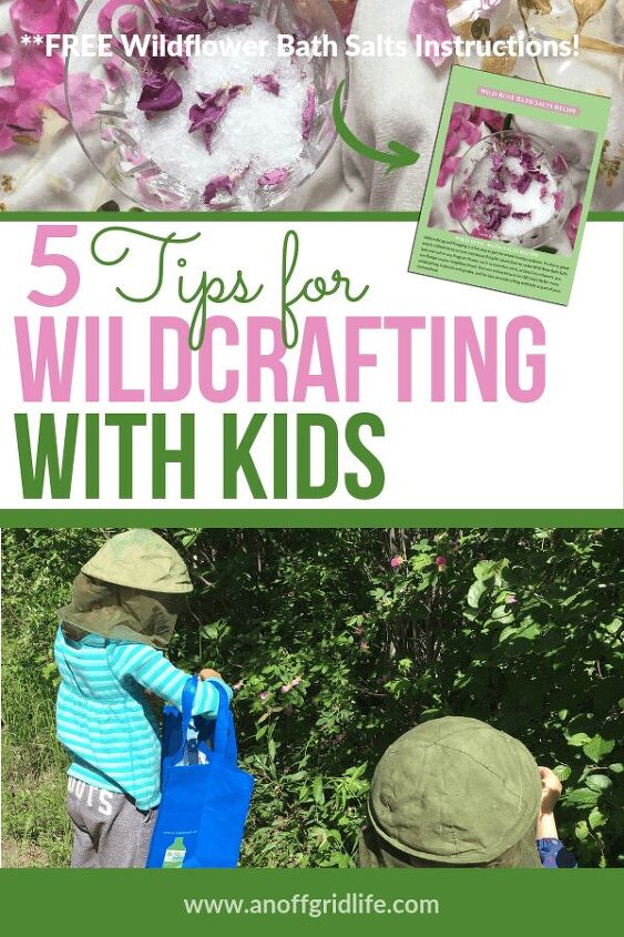 5 Tips for Wildcrafting With Kids wildcrafting foraging homeschooling herbs