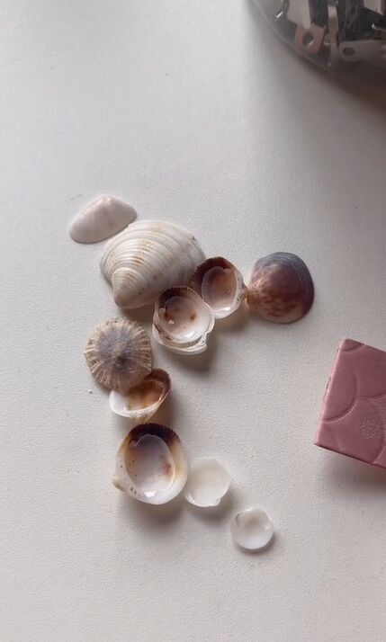 go on a beach trip for this perfect diy, Shells