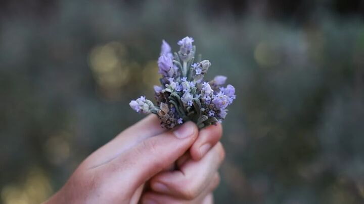 how to make a lavender oil, Lavender