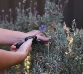 how to make a lavender oil, Picking lavender