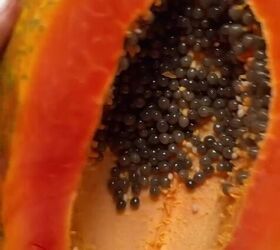 Papaya