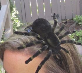 Spider Headband