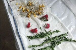 Why she lays a scarf on her table and covers it will flowers